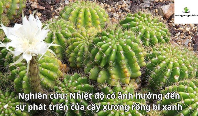 Nghiên cứu: Nhiệt độ có ảnh hưởng đến sự phát triển của cây xương rồng bí xanh