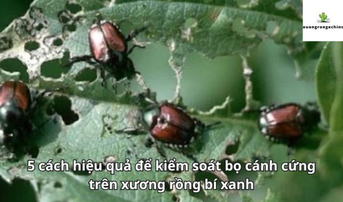 5 cách hiệu quả để kiểm soát bọ cánh cứng trên xương rồng bí xanh