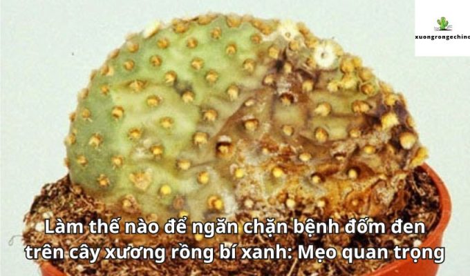 Làm thế nào để ngăn chặn bệnh đốm đen trên cây xương rồng bí xanh: Mẹo quan trọng