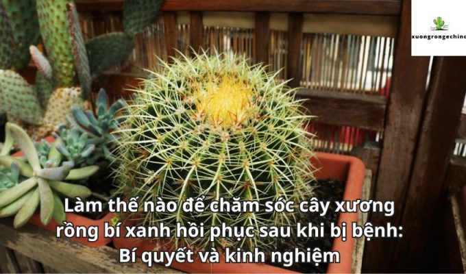 Làm thế nào để chăm sóc cây xương rồng bí xanh hồi phục sau khi bị bệnh: Bí quyết và kinh nghiệm