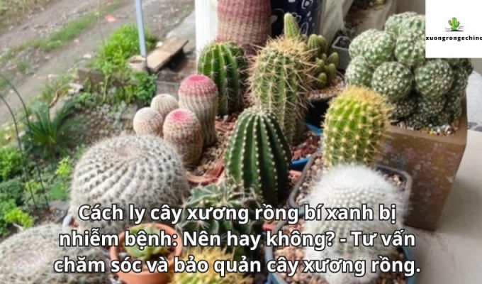 Cách ly cây xương rồng bí xanh bị nhiễm bệnh: Nên hay không? - Tư vấn chăm sóc và bảo quản cây xương rồng.