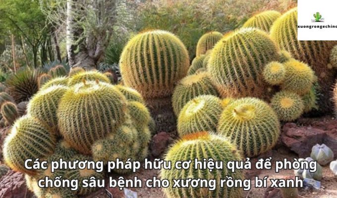 Các phương pháp hữu cơ hiệu quả để phòng chống sâu bệnh cho xương rồng bí xanh