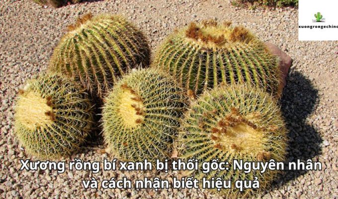 Xương rồng bí xanh bị thối gốc: Nguyên nhân và cách nhận biết hiệu quả