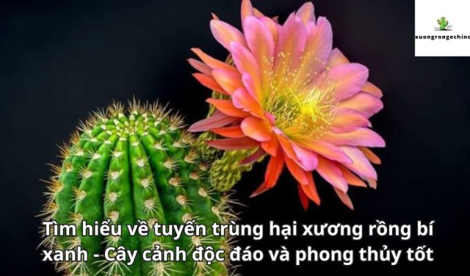 Tìm hiểu về tuyến trùng hại xương rồng bí xanh - Cây cảnh độc đáo và phong thủy tốt