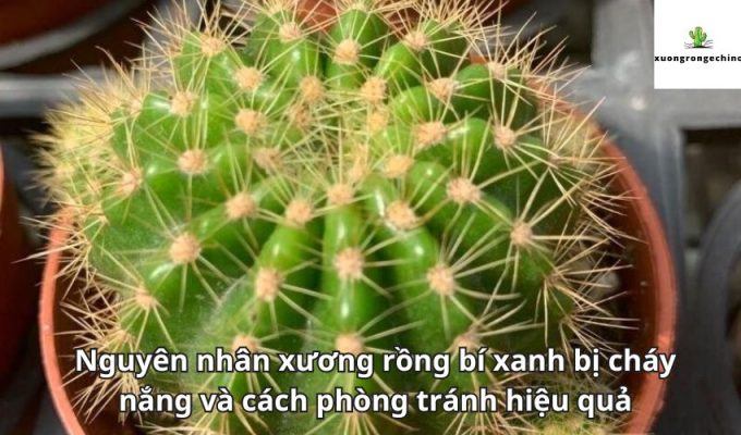 Nguyên nhân xương rồng bí xanh bị cháy nắng và cách phòng tránh hiệu quả