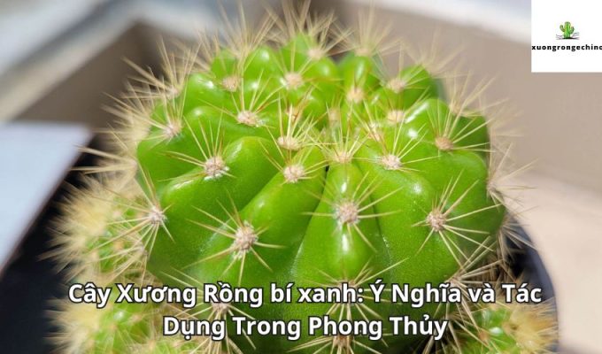 Cây Xương Rồng bí xanh: Ý Nghĩa và Tác Dụng Trong Phong Thủy