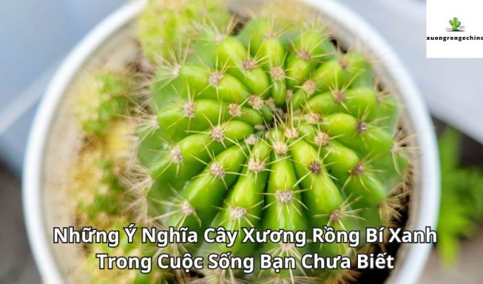 Những Ý Nghĩa Cây Xương Rồng Bí Xanh Trong Cuộc Sống Bạn Chưa Biết