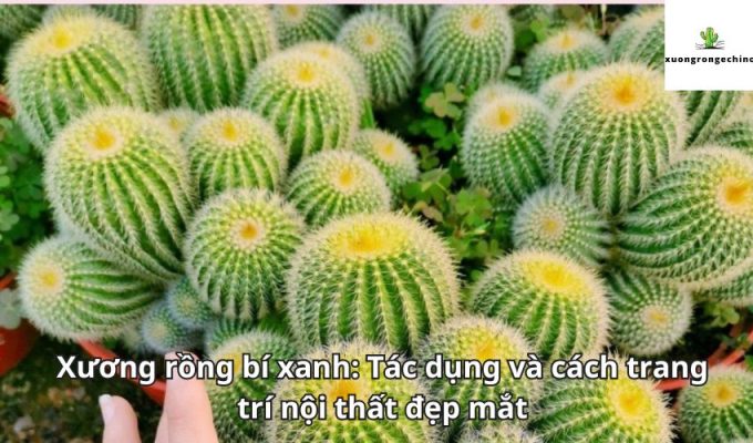 Xương rồng bí xanh: Tác dụng và cách trang trí nội thất đẹp mắt