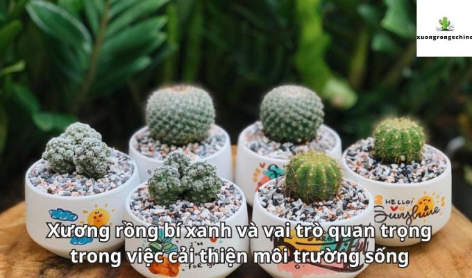 Xương rồng bí xanh và vai trò quan trọng trong việc cải thiện môi trường sống