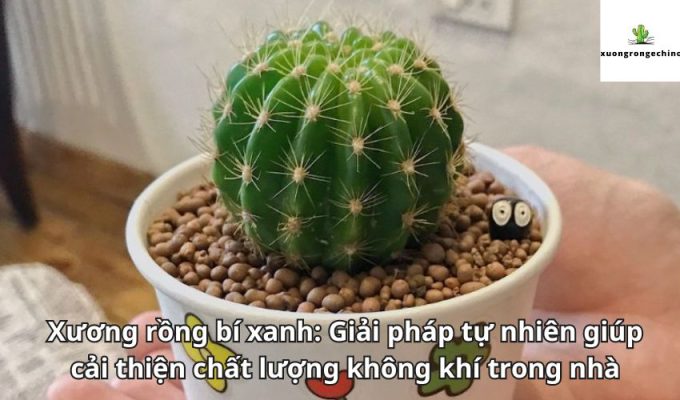 Xương rồng bí xanh: Giải pháp tự nhiên giúp cải thiện chất lượng không khí trong nhà