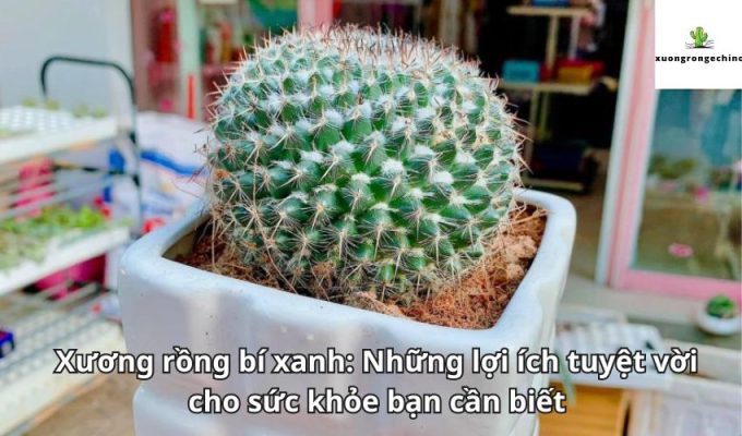 Xương rồng bí xanh: Những lợi ích tuyệt vời cho sức khỏe bạn cần biết