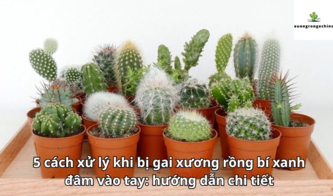 5 cách xử lý khi bị gai xương rồng bí xanh đâm vào tay: hướng dẫn chi tiết