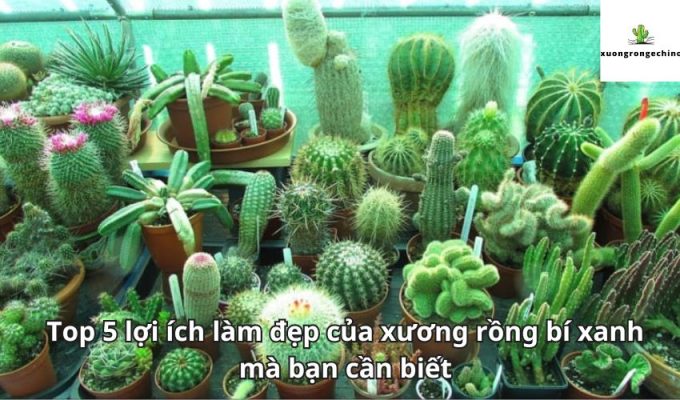 Top 5 lợi ích làm đẹp của xương rồng bí xanh mà bạn cần biết