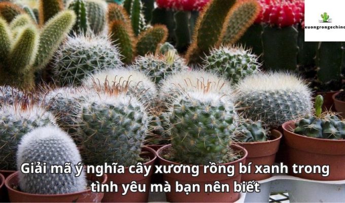 Giải mã ý nghĩa cây xương rồng bí xanh trong tình yêu mà bạn nên biết