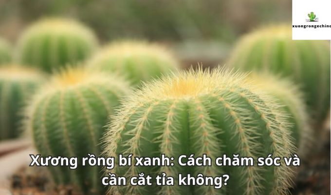 Xương rồng bí xanh: Cách chăm sóc và cần cắt tỉa không?