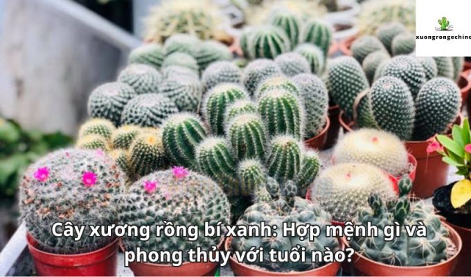 Cây xương rồng bí xanh: Hợp mệnh gì và phong thủy với tuổi nào?