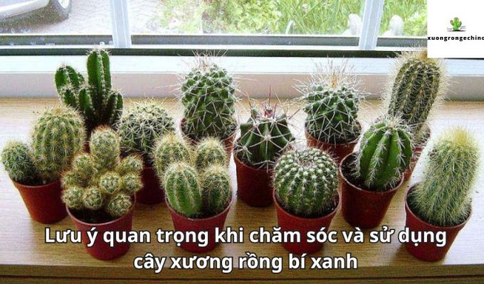 Lưu ý quan trọng khi chăm sóc và sử dụng cây xương rồng bí xanh