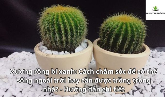 Xương rồng bí xanh: Cách chăm sóc để có thể sống ngoài trời hay cần được trồng trong nhà? - Hướng dẫn chi tiết