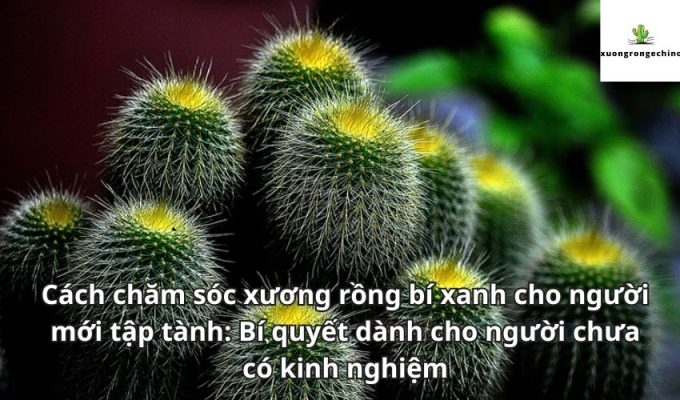 Cách chăm sóc xương rồng bí xanh cho người mới tập tành: Bí quyết dành cho người chưa có kinh nghiệm