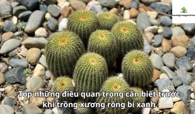 Top những điều quan trọng cần biết trước khi trồng xương rồng bí xanh