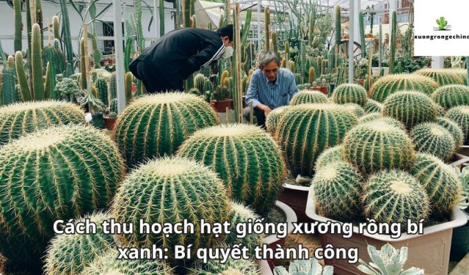 Cách thu hoạch hạt giống xương rồng bí xanh: Bí quyết thành công