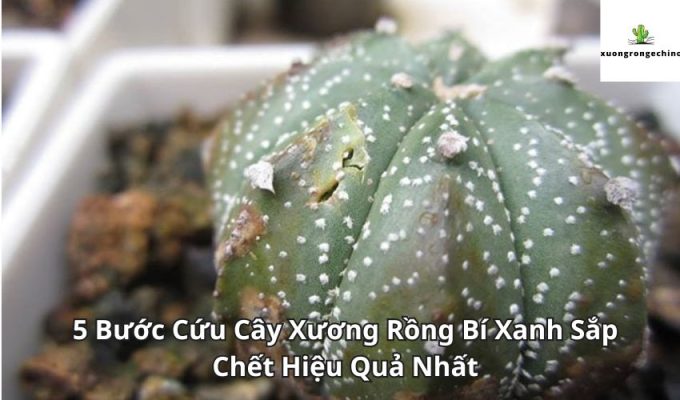 5 Bước Cứu Cây Xương Rồng Bí Xanh Sắp Chết Hiệu Quả Nhất