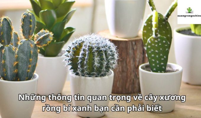 Những thông tin quan trọng về cây xương rồng bí xanh bạn cần phải biết