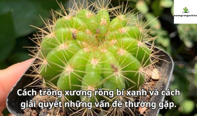 Cách trồng xương rồng bí xanh và cách giải quyết những vấn đề thường gặp.