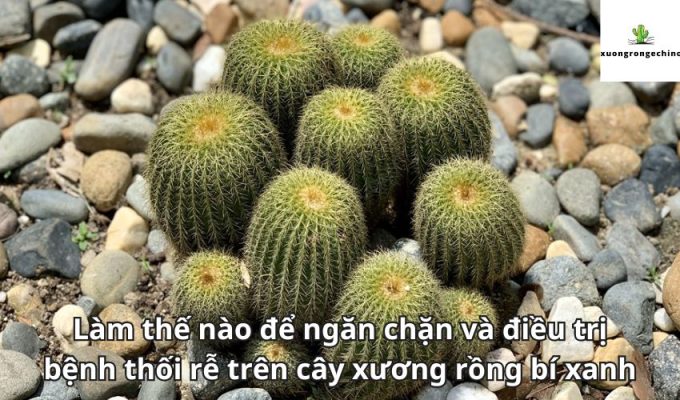 Làm thế nào để ngăn chặn và điều trị bệnh thối rễ trên cây xương rồng bí xanh