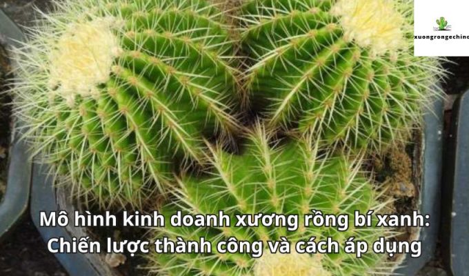 Mô hình kinh doanh xương rồng bí xanh: Chiến lược thành công và cách áp dụng