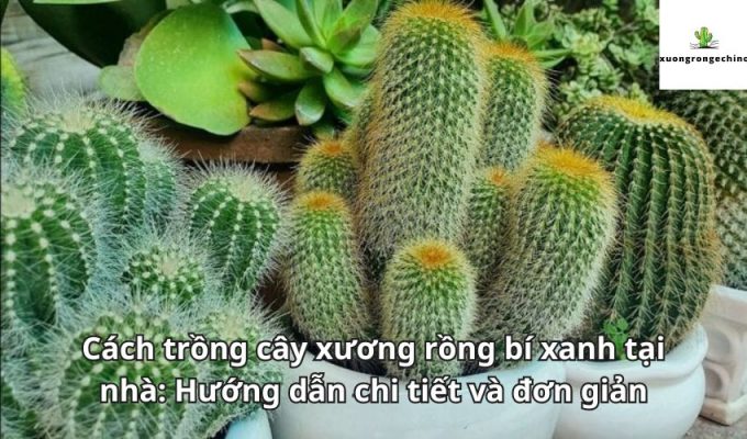 Cách trồng cây xương rồng bí xanh tại nhà: Hướng dẫn chi tiết và đơn giản