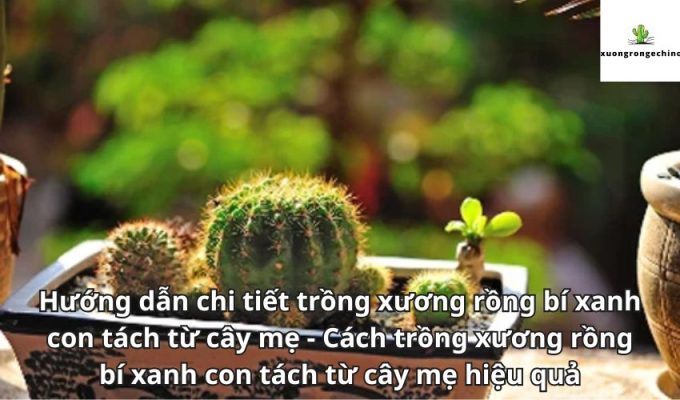 Hướng dẫn chi tiết trồng xương rồng bí xanh con tách từ cây mẹ - Cách trồng xương rồng bí xanh con tách từ cây mẹ hiệu quả