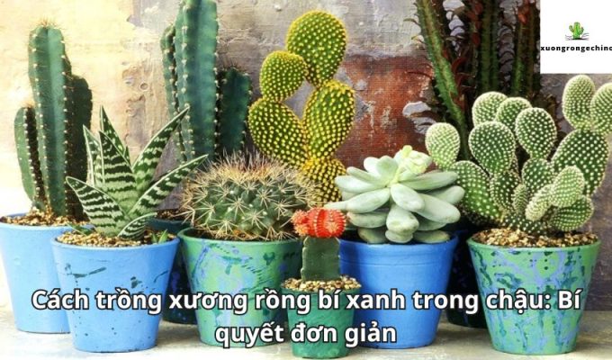 Cách trồng xương rồng bí xanh trong chậu: Bí quyết đơn giản