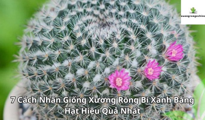 7 Cách Nhân Giống Xương Rồng Bí Xanh Bằng Hạt Hiệu Quả Nhất