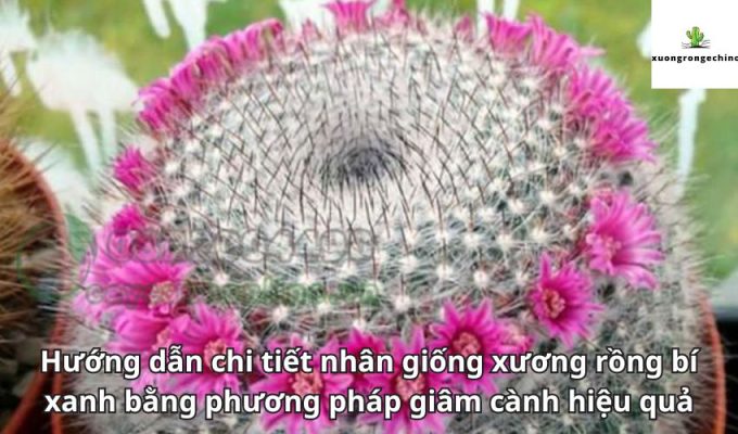 Hướng dẫn chi tiết nhân giống xương rồng bí xanh bằng phương pháp giâm cành hiệu quả