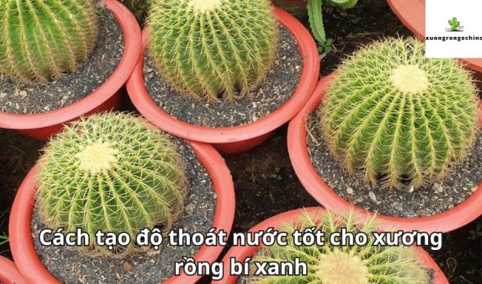 Cách tạo độ thoát nước tốt cho xương rồng bí xanh