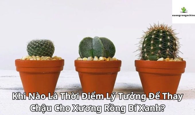 Khi Nào Là Thời Điểm Lý Tưởng Để Thay Chậu Cho Xương Rồng Bí Xanh?