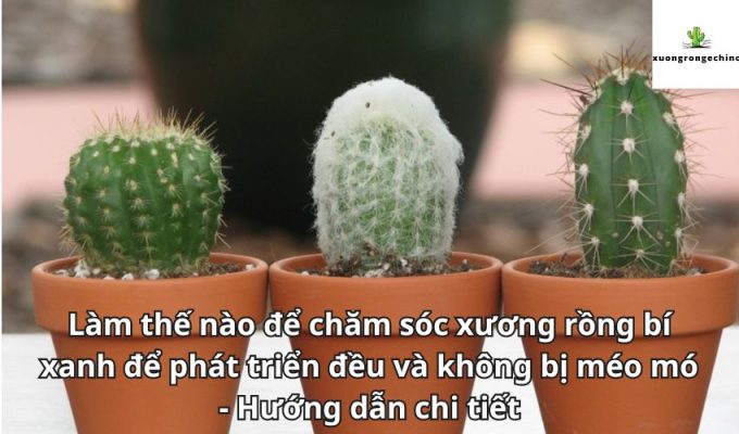 Làm thế nào để chăm sóc xương rồng bí xanh để phát triển đều và không bị méo mó - Hướng dẫn chi tiết