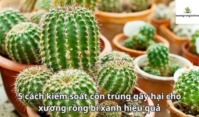 5 cách kiểm soát côn trùng gây hại cho xương rồng bí xanh hiệu quả