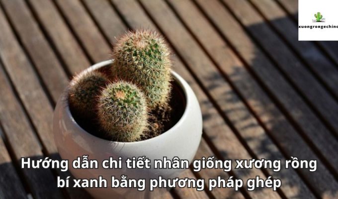 Hướng dẫn chi tiết nhân giống xương rồng bí xanh bằng phương pháp ghép