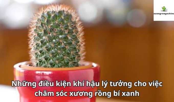 Những điều kiện khí hậu lý tưởng cho việc chăm sóc xương rồng bí xanh