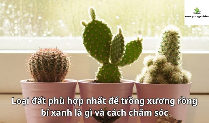 Loại đất phù hợp nhất để trồng xương rồng bí xanh là gì và cách chăm sóc