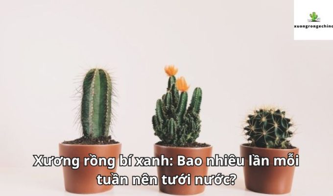 Xương rồng bí xanh: Bao nhiêu lần mỗi tuần nên tưới nước?