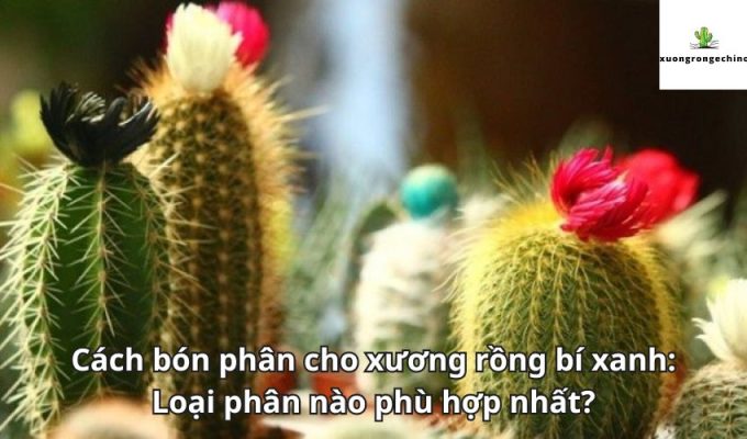 Cách bón phân cho xương rồng bí xanh: Loại phân nào phù hợp nhất?