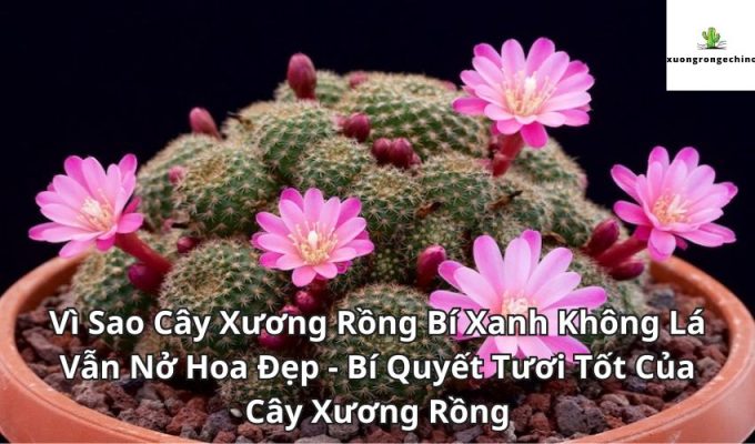 Vì Sao Cây Xương Rồng Bí Xanh Không Lá Vẫn Nở Hoa Đẹp - Bí Quyết Tươi Tốt Của Cây Xương Rồng