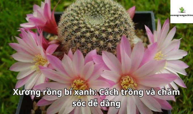 Xương rồng bí xanh: Cách trồng và chăm sóc dễ dàng