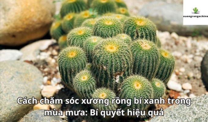 Cách chăm sóc xương rồng bí xanh trong mùa mưa: Bí quyết hiệu quả