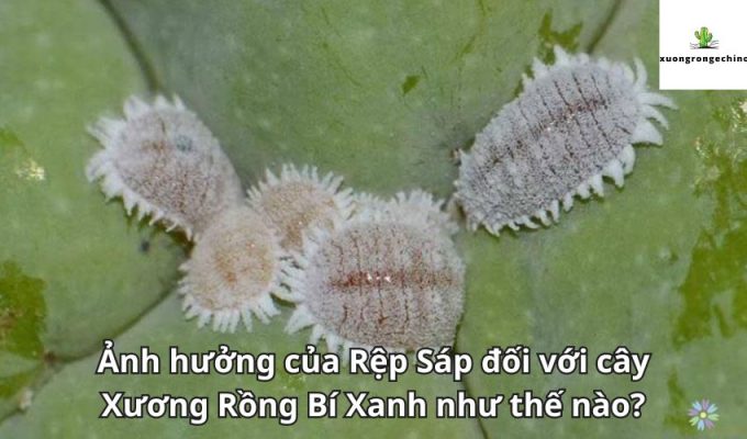 Ảnh hưởng của Rệp Sáp đối với cây Xương Rồng Bí Xanh như thế nào?