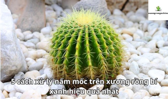 5 cách xử lý nấm mốc trên xương rồng bí xanh hiệu quả nhất