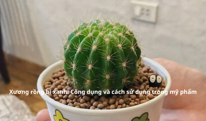 Xương rồng bí xanh: Công dụng và cách sử dụng trong mỹ phẩm